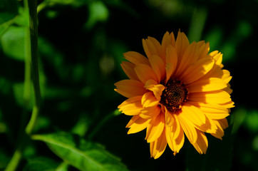 Blooming yellow flowers in summer garden.