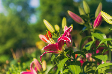 Beautiful blooming lily flowers in the garden