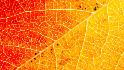 Feuille d'automne, en plan rapproché, couleurs chaudes, le réseau des nervures