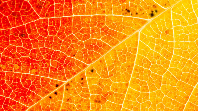 Feuille d'automne, en plan rapproch&eacute;, couleurs chaudes, le r&eacute;seau des nervures