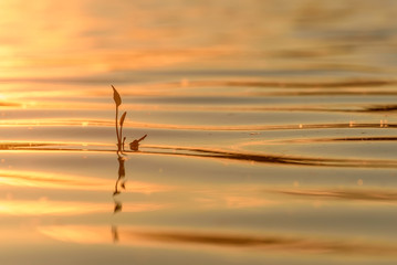 water grass lake reflection sunset waves