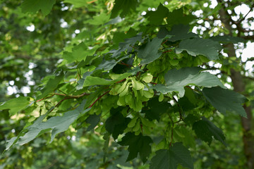 Acer pseudoplatanus
