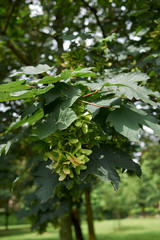 Fototapeta na wymiar Acer platanoides