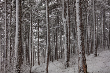Fototapeta na wymiar snow covered forest 