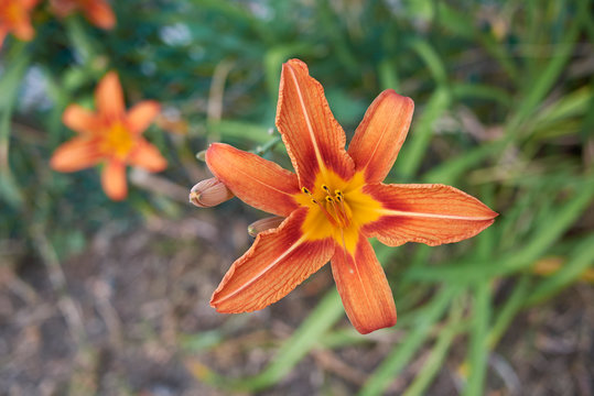 Hemerocallis fulva