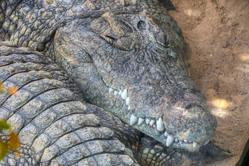 Close up of a Nile crocodile sleeping in a zoo
