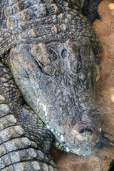 Fototapeta premium Close up of a Nile crocodile sleeping in a zoo