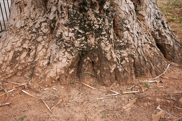 Dracaena Draco trunk close up