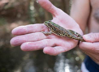 Man with frog in hands, Pelophylax perezi