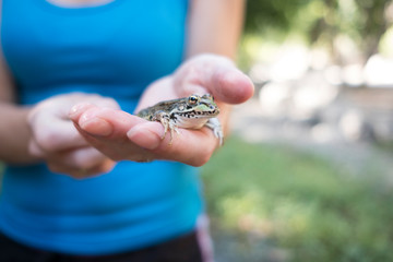 Pelophylax perezi , frog on woman hands