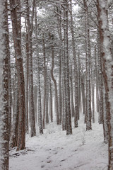 snow covered forest 