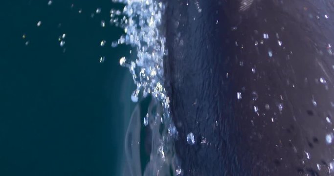 Closeup swimming dolphin underwater blowhole fin breaks surface slow motion