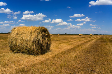 Hayfield.Hay harvesting Sunny  landscape. rolls of fresh dry hay in the fields. fields of yellow mown grass against a blue sky.