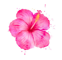 Watercolor illustration of pink Hibiscus flower