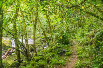 Obraz premium camino en un bosque verde con enredaderas colgando de los arboles y un río al lado