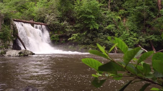 Reveal from behind bushes to beautiful Abrams Falls 4k