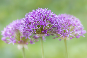 Blüte der Zierlauch Pflanze