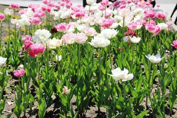 a lot of tulips in pink and white color. tulips in the city flower bed, selective focus. 