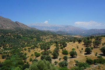 Valley of olive trees infront of mountains in Crete, Greece