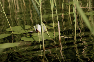 Lake Surface with Water Lily Flowers in Russia