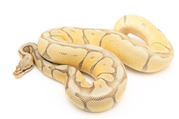 Obraz premium Ball Python Reptile Snake Boa on White Background