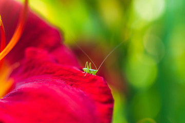 Tiny cute green grasshopper on a red flower