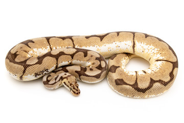 Ball Python Reptile Snake Boa on White Background