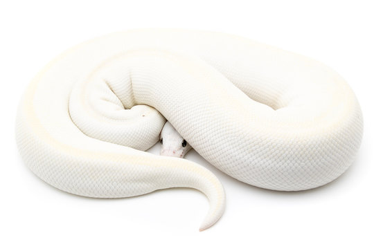 Ball Python Reptile Snake Boa on White Background