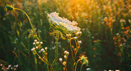 The beautiful field on the sunset and different wildflowers in front of it