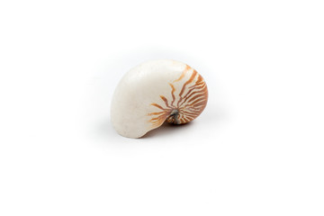  the nautilus shell isolated on white background