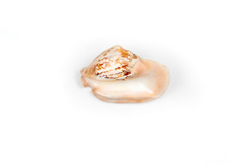  the nautilus shell isolated on white background