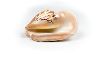  the nautilus shell isolated on white background