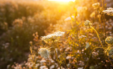 The beautiful field on the sunset and different wildflowers in front of it