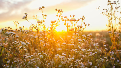 The beautiful field on the sunset and different wildflowers in front of it