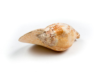  the nautilus shell isolated on white background