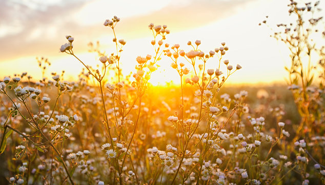 The beautiful field on the sunset and different wildflowers in front of it - Powered by Adobe