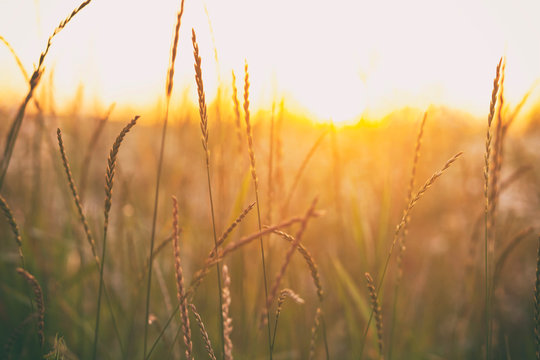 The beautiful field on the sunset and different wildflowers in front of it
