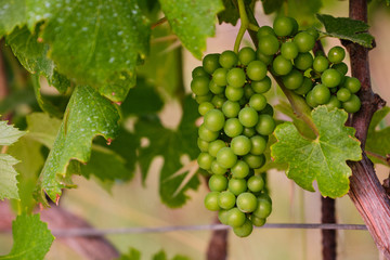 Wine grapes