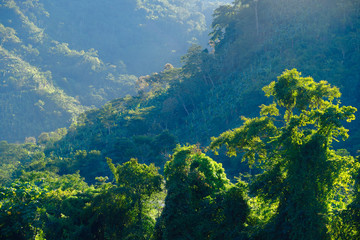 Fototapeta na wymiar Selva alta