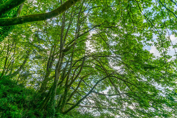 Flowing Tree Branches