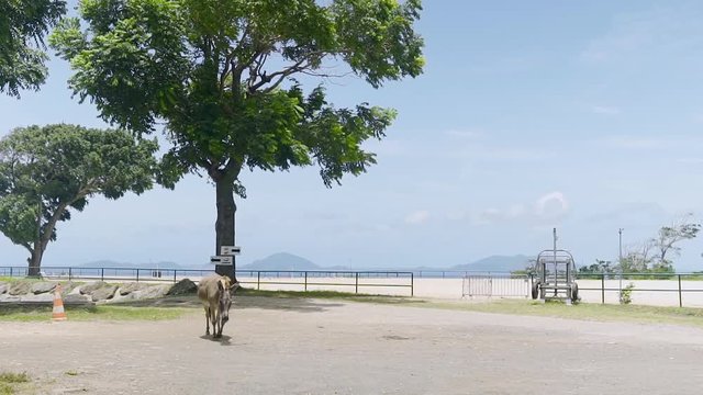 La promenade de l'&acirc;ne sous l'oeil du spectateur