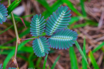 fern in forest , green plant nature background