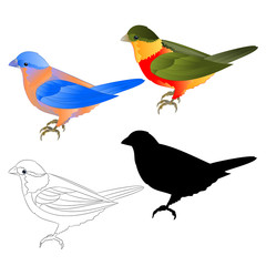 Bluebird  thrush and tropical bird silhouette and  outline  on a white background  vintage vector illustration editable hand draw