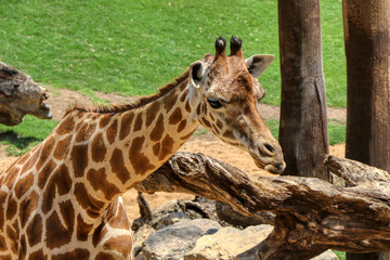 Close up of a giraffe