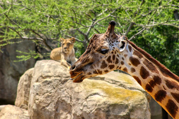 Close up of a giraffe with a lioness in the background