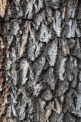 Obraz premium Closeup Embossed Tree Bark Texture Background 