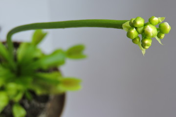 A close-up of opening venus flytrap buds, leaves and traps, white background