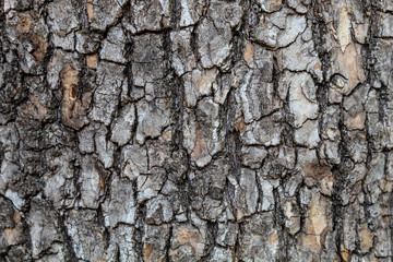 Closeup Embossed Tree Bark Texture Background	