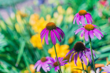 Cone flowers in a garden field in the summer