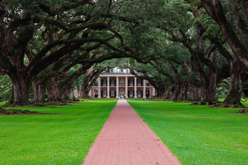 Oak trees lined up nearly leading to a grand house